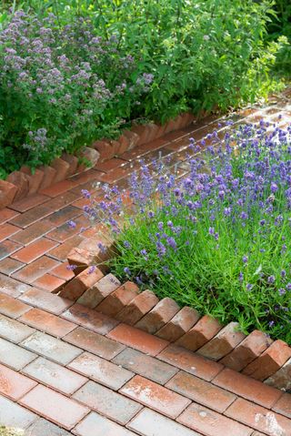 red brick edging alongside path with lavender
