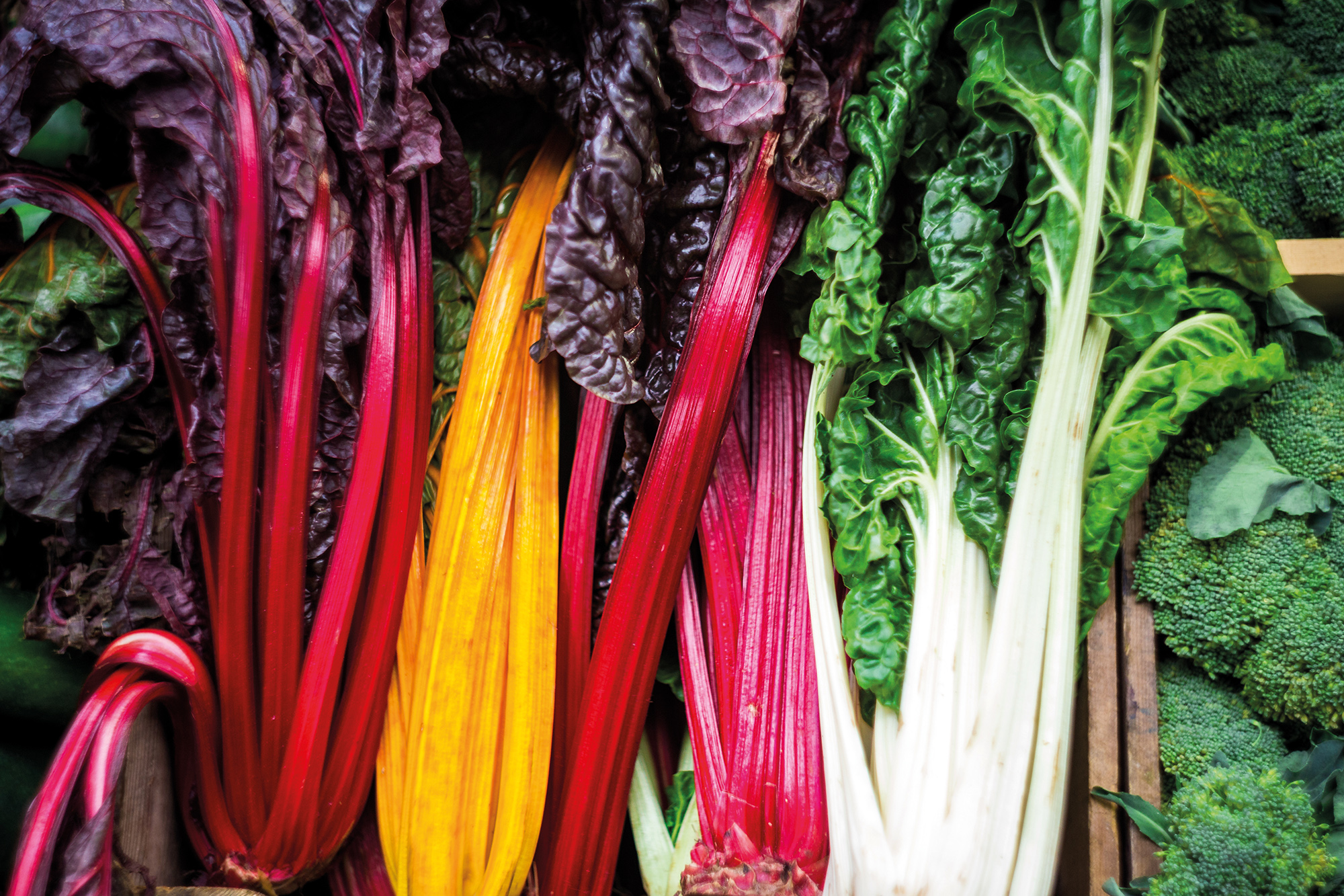 Rainbow chard