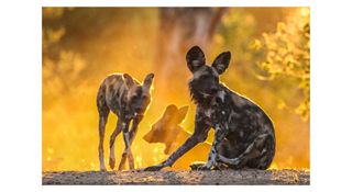 remembering african wild dogs launch listing image