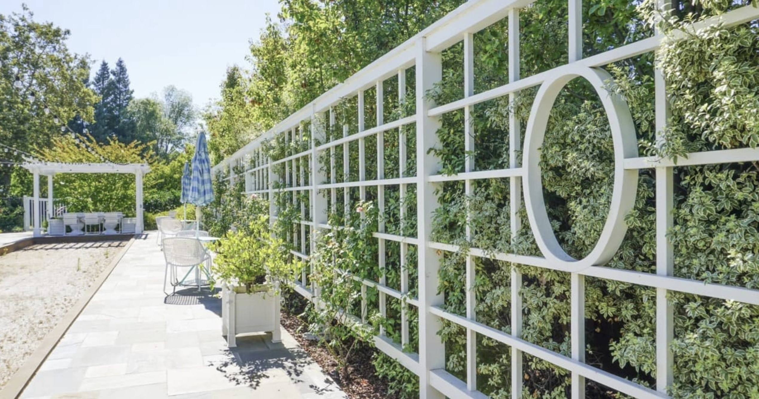 pittosporum hedge with variegated leaves behind a trellis fence