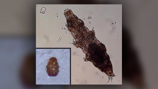 Tardigrade species Milnesium inceptum used in experiments; insert shows tardigrade in the tun state.