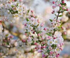 close up of flowering crab apple tree with blossom