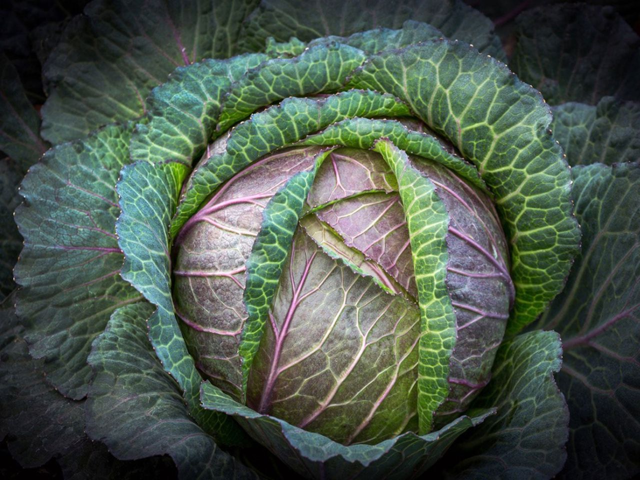 Deadon Savoy Cabbage