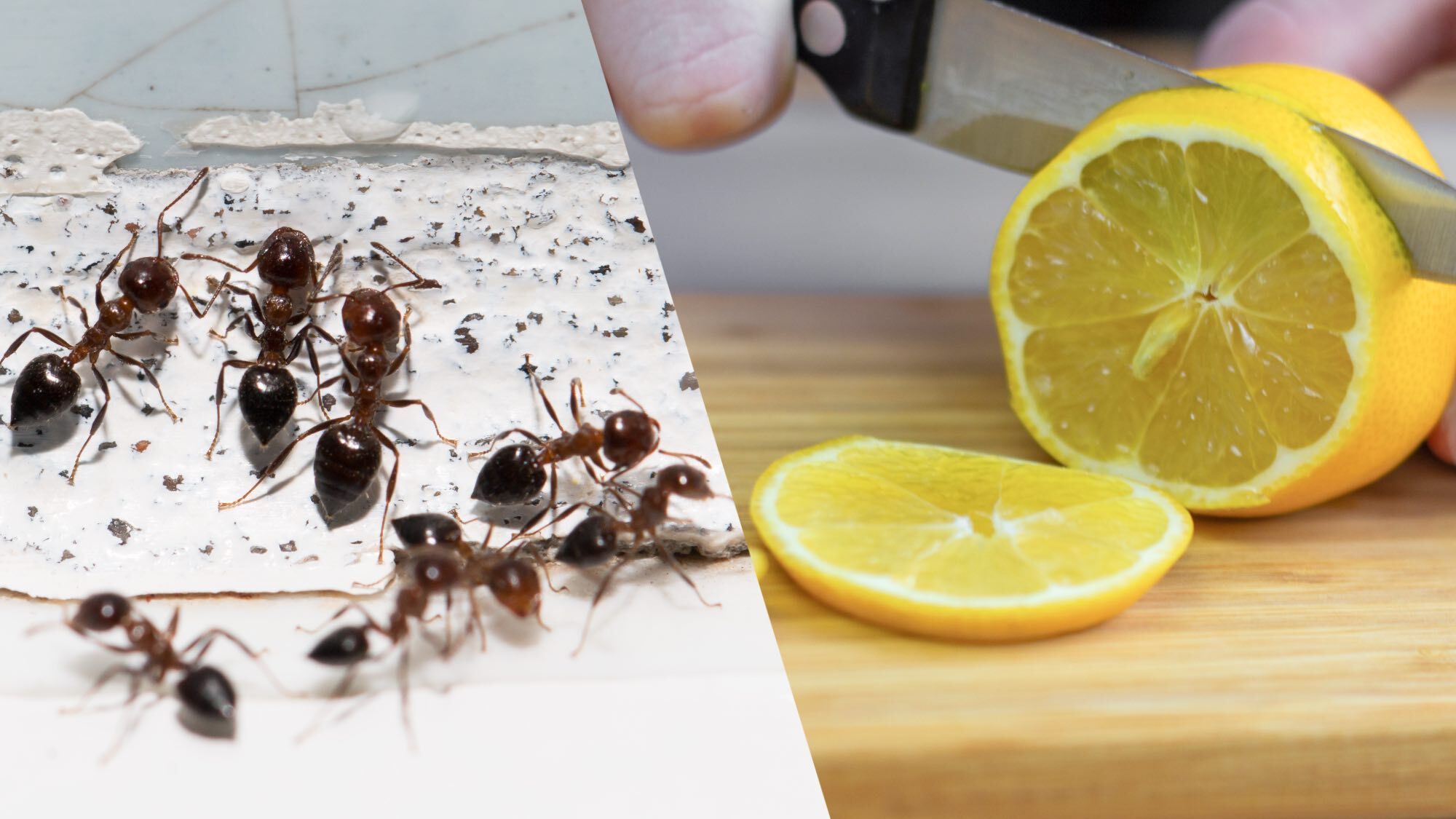 Homeowners are being urged to use citrus peels to deter ants &mdash; here's how to do it