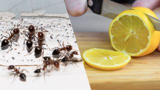 ants and citrus 