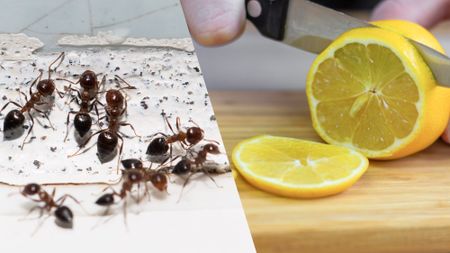 ants and citrus 