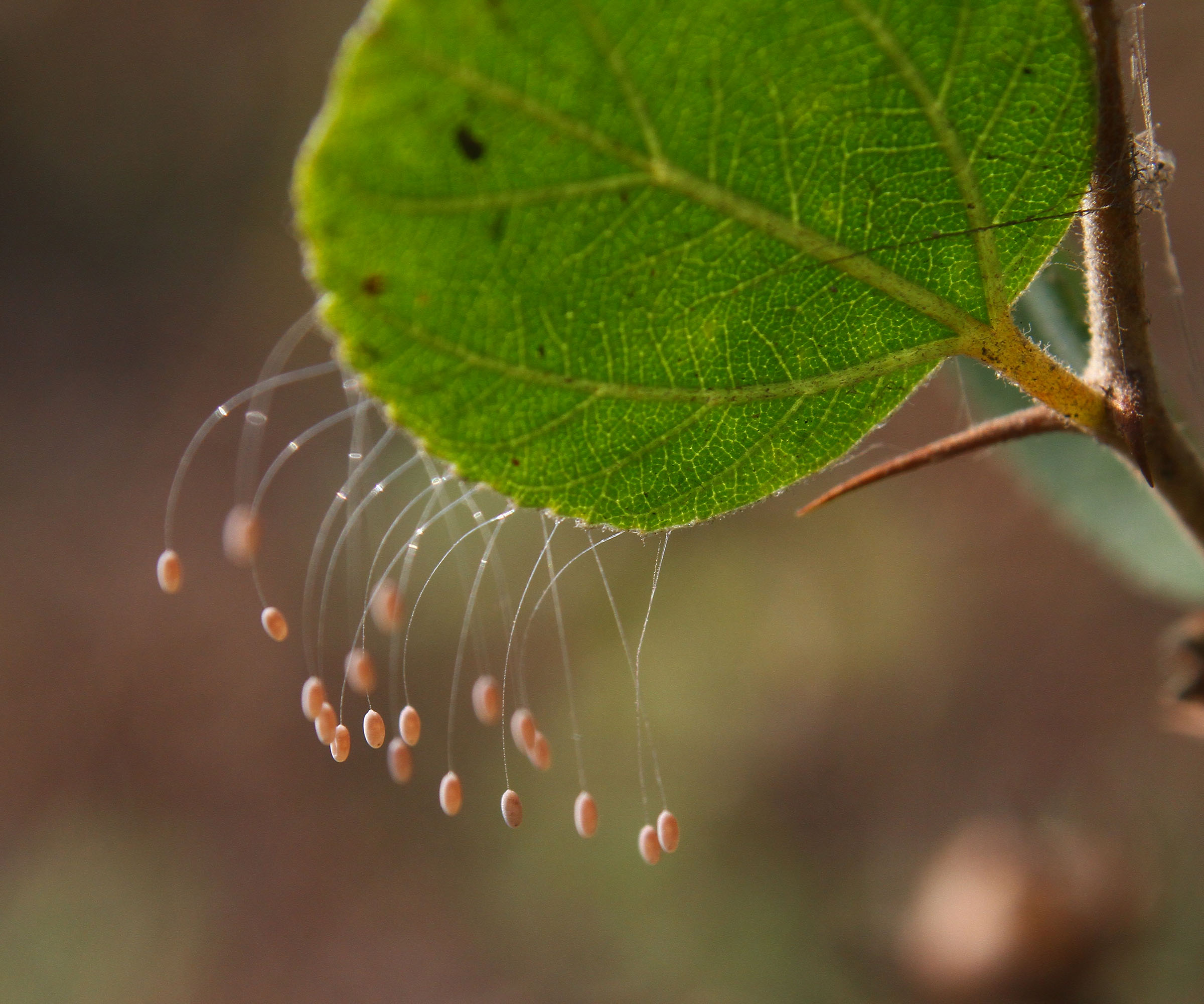 Lacewing eggs perch at the tip of a long, hair-like filament on garden leaf