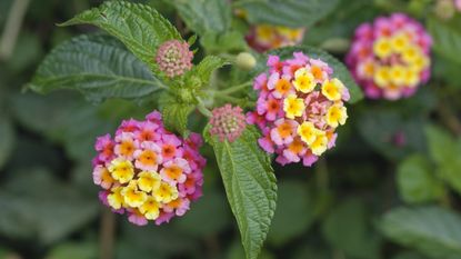 Flowers of Lantana camara