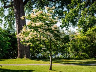 Japanese lilac tree in city park