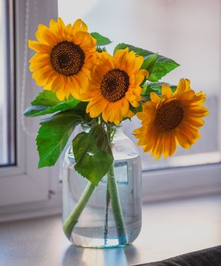 Cut sunflowers