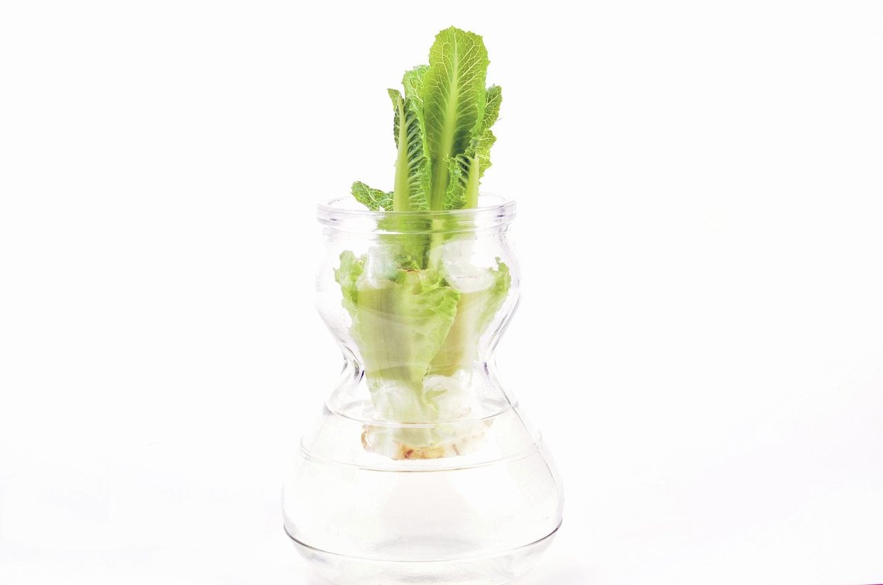 Can You Regrow Lettuce - How To Grow Lettuce From A Stump In Water ...