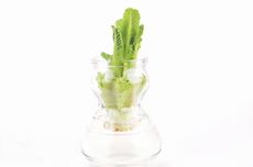 regrowing lettuce