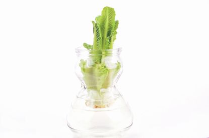 regrowing lettuce