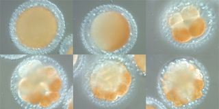 Sea Squirt Embryo Development