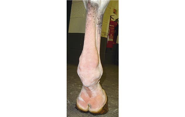 Asymmetric windgalls are a clinical sign of a lesion within the digital sheath
