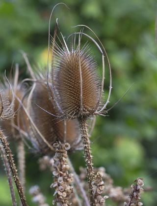 teasel provide shelter for bugs