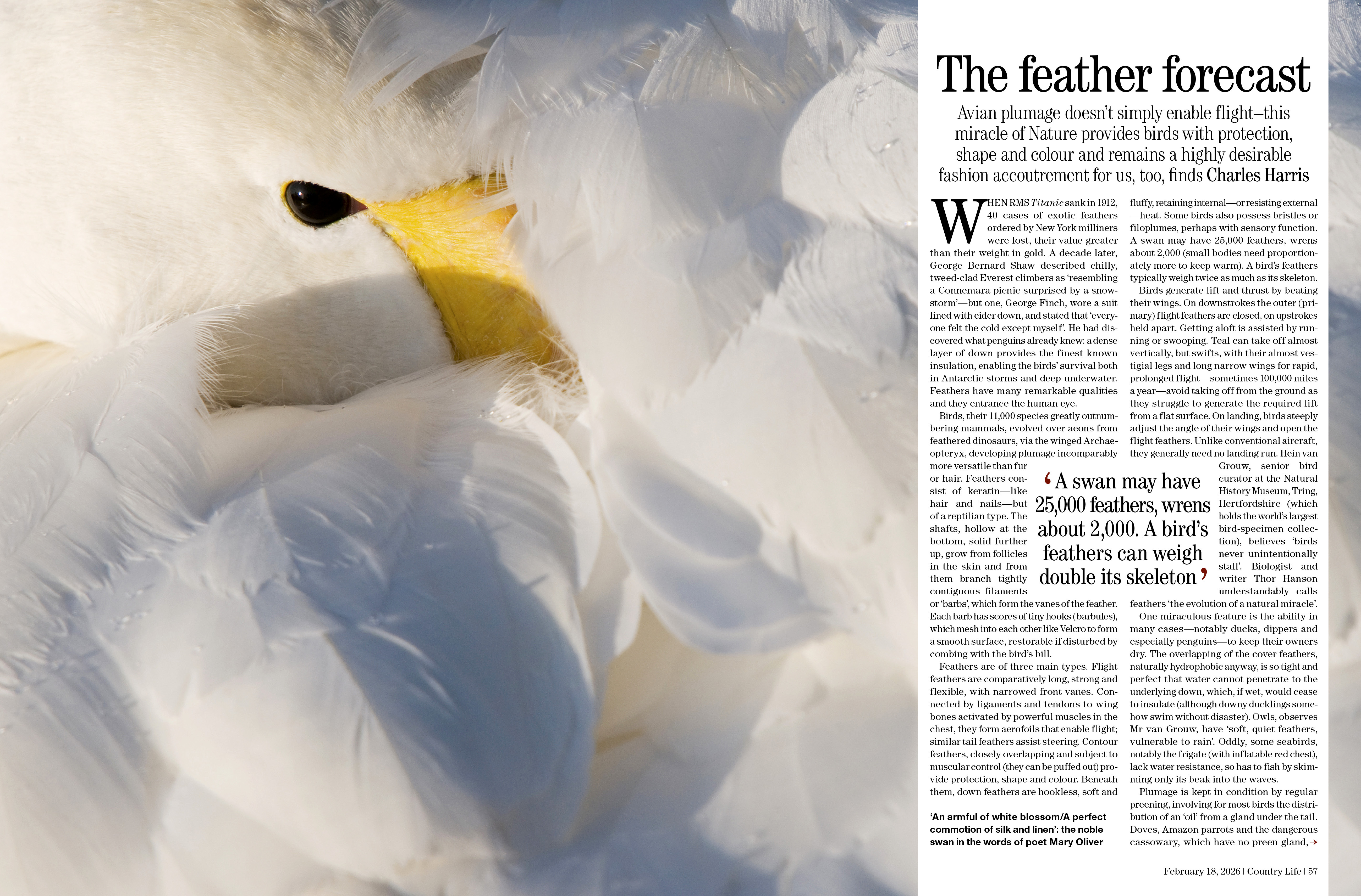 Country Life February 18 spreads