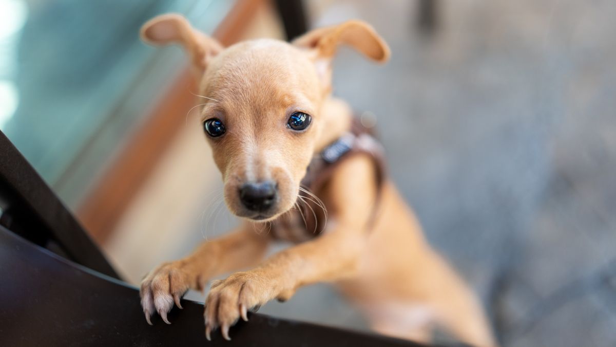 Nervous dog stood up looking into camera