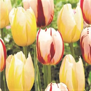 NatureHills.com tulips
