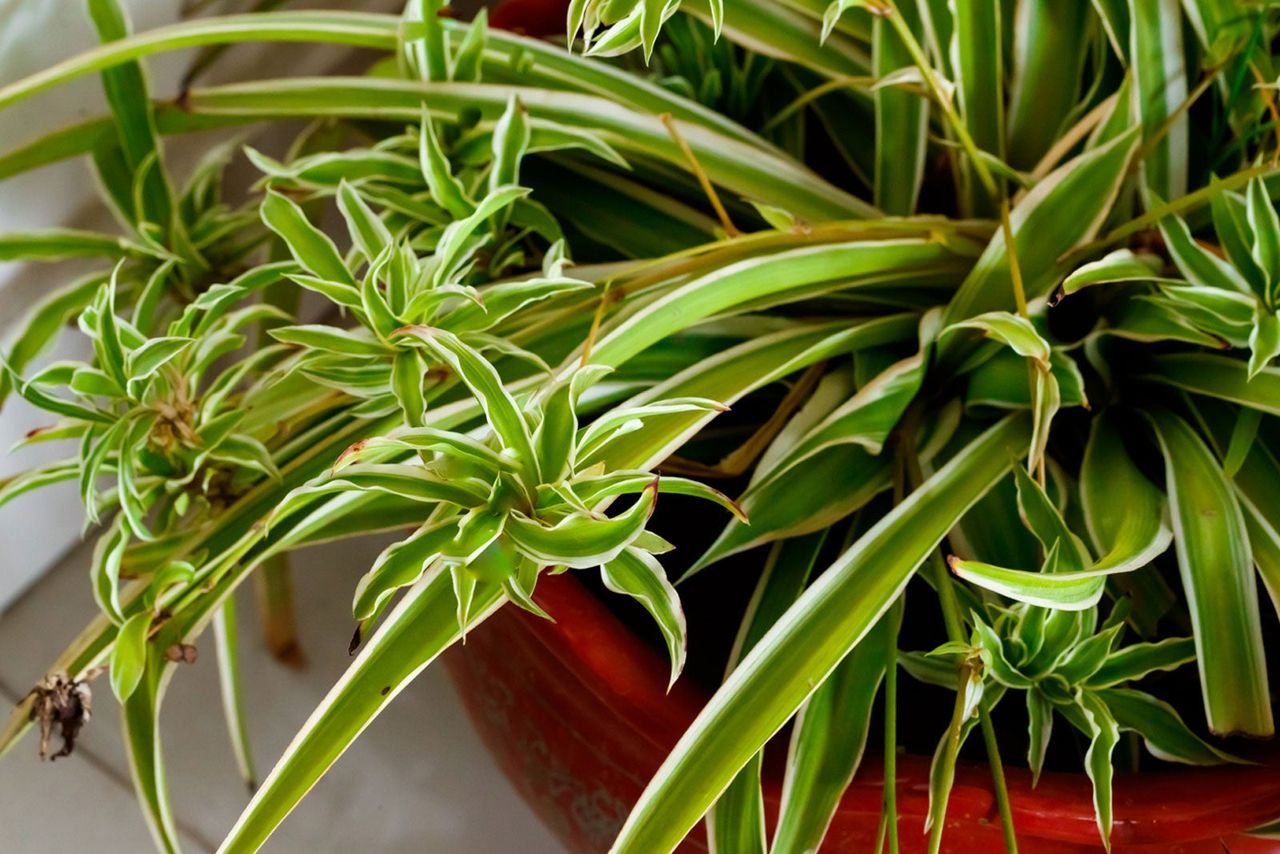 spider plant