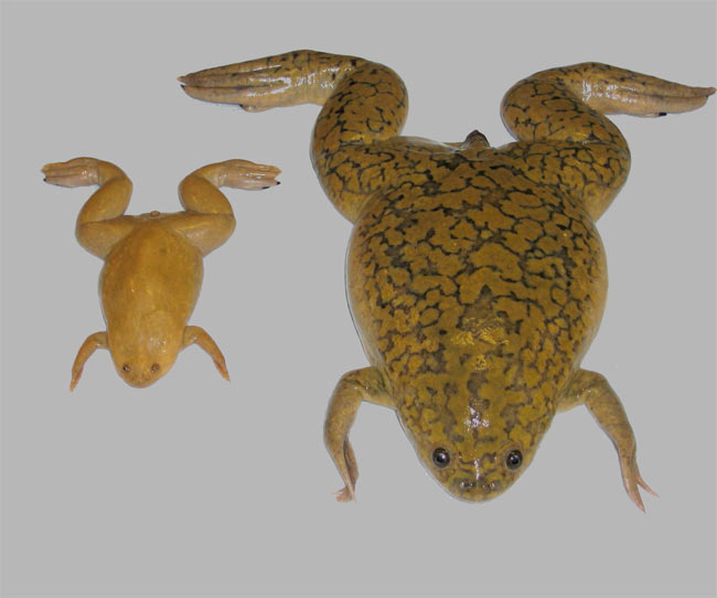 Frogs Surprisingly Like Humans Genetically Speaking Live Science