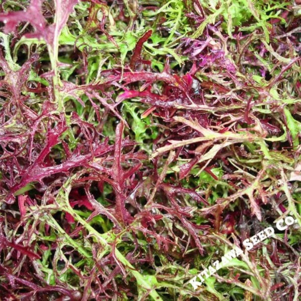 Heirloom Japanese Mustard Seeds - Red Streaks Mizuna - Discount Seeds