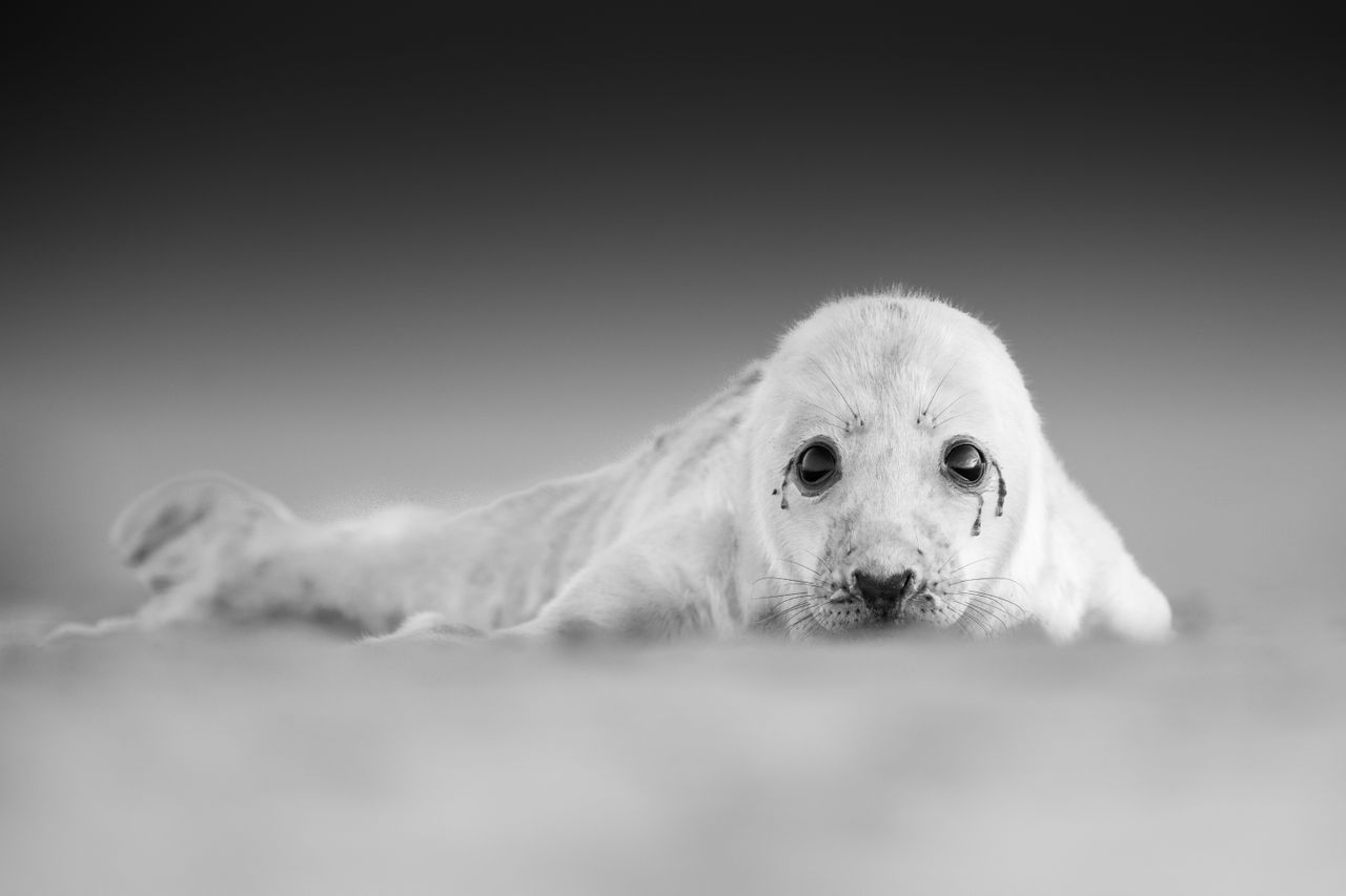 Wildlife