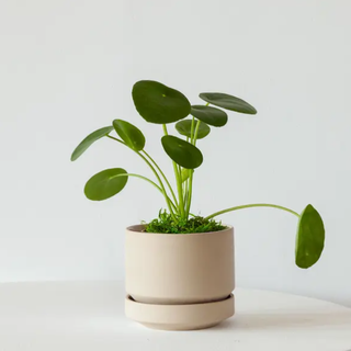 a PILEA PEPEROMIOIDES plant