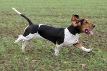 basset_hound.jpg