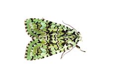 Merveille du Jour moth (Griposia aprilina). Credit: Chris Mattison / Alamy Stock Photo