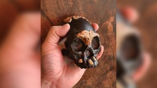 Leti's skull fits into the palm of a modern human hand.