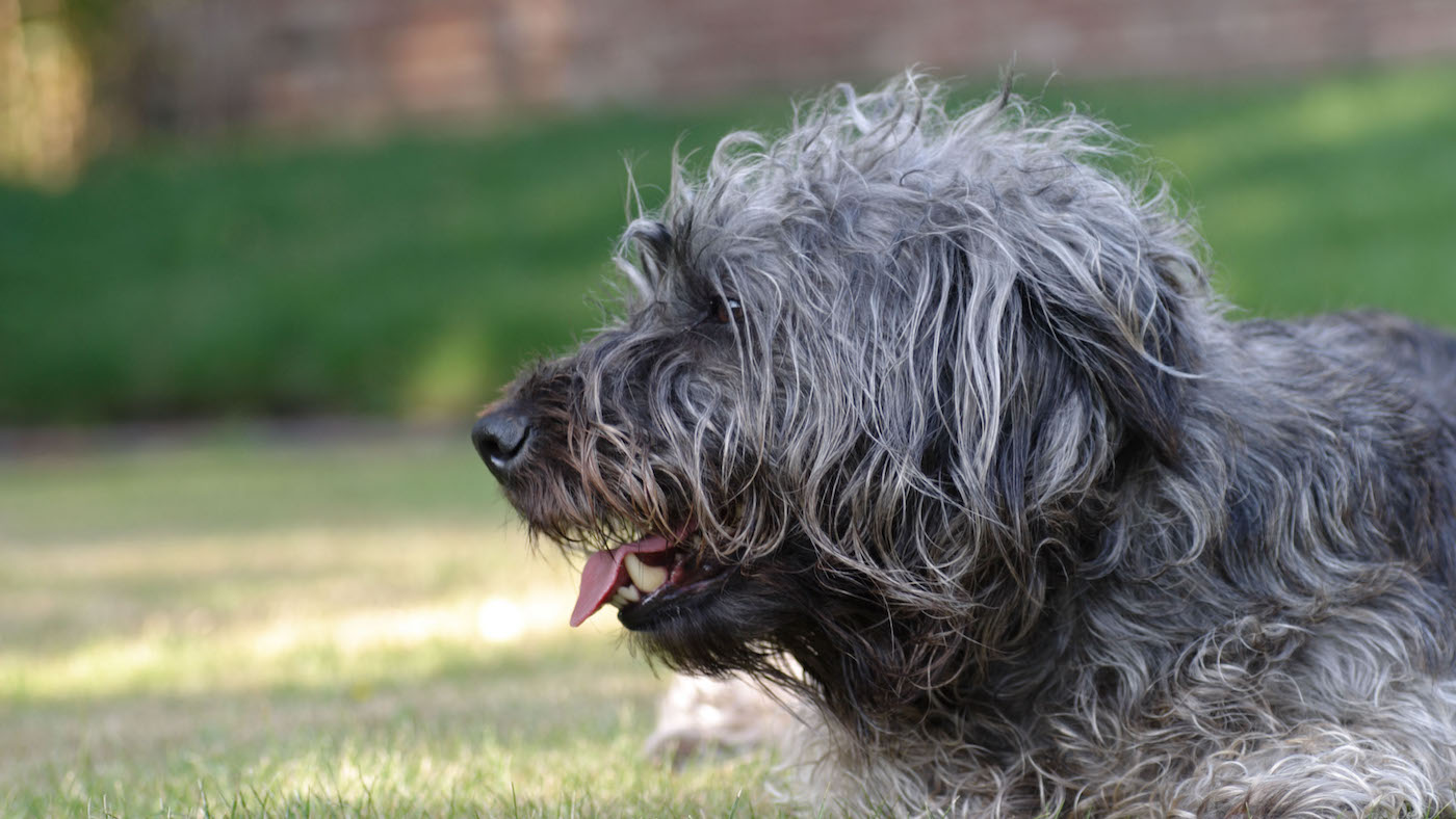 Glen of Imaal Terrier is a rare native breeds