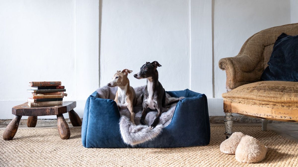 How to wash dog beds: 6 steps that go beyond the lint roller