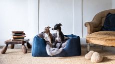 Two whippets in a large blue pillow bed