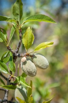 almond plant