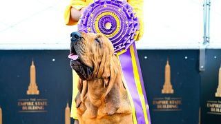 Trumpet the bloodhound stands in front of a huge rosette