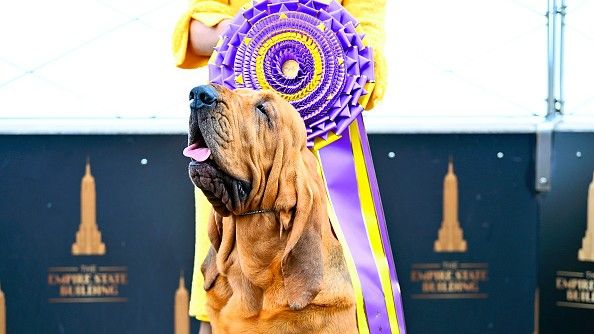 Trumpet the bloodhound stands in front of a huge rosette