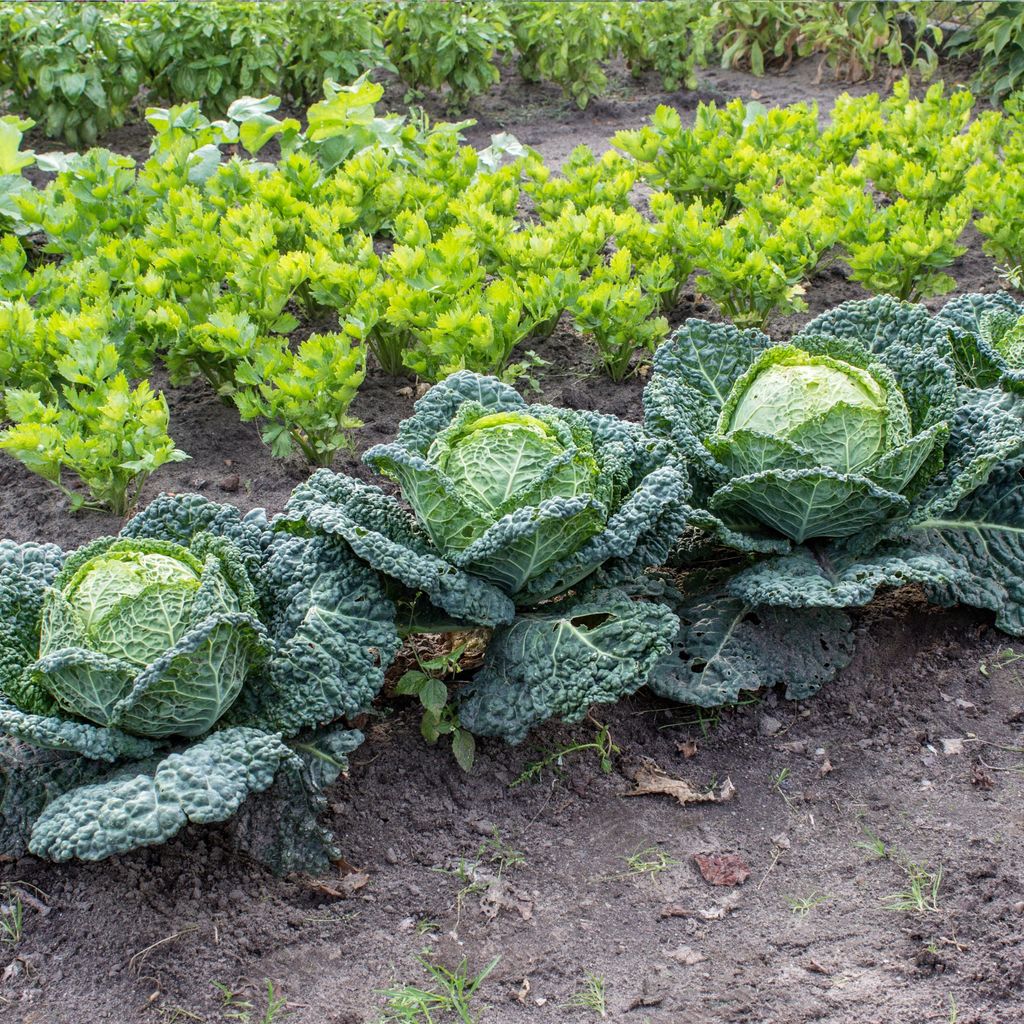 What Vegetables Grow In Winter Get Ready To Grow A Bumper Crop Ideal what-vegetables-grow-in-winter-get-ready-to-grow-a-bumper-crop-ideal