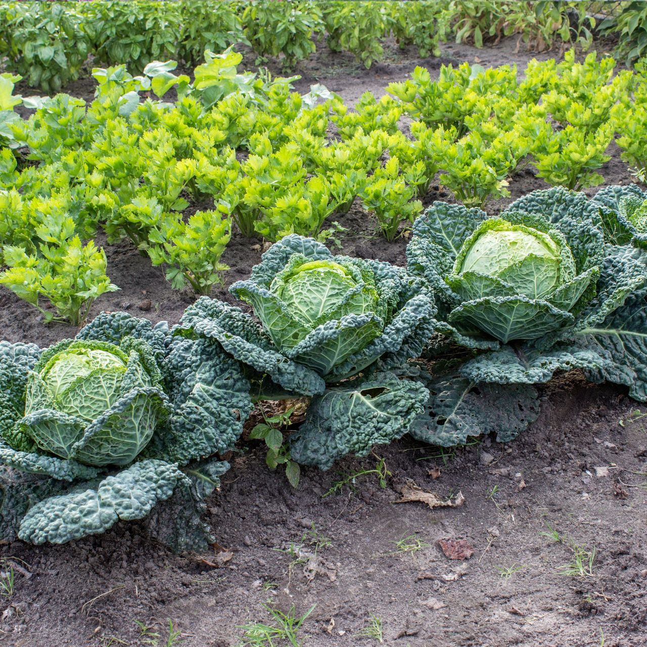 what-vegetables-grow-in-winter-get-ready-to-grow-a-bumper-crop-ideal