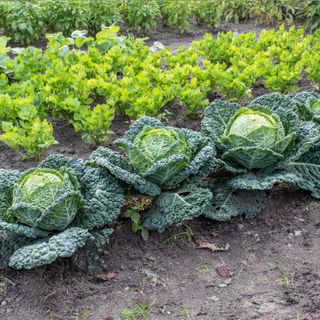 A line of cabbages growing in a vegetable plot
