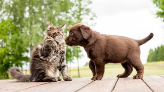 Cat and puppy