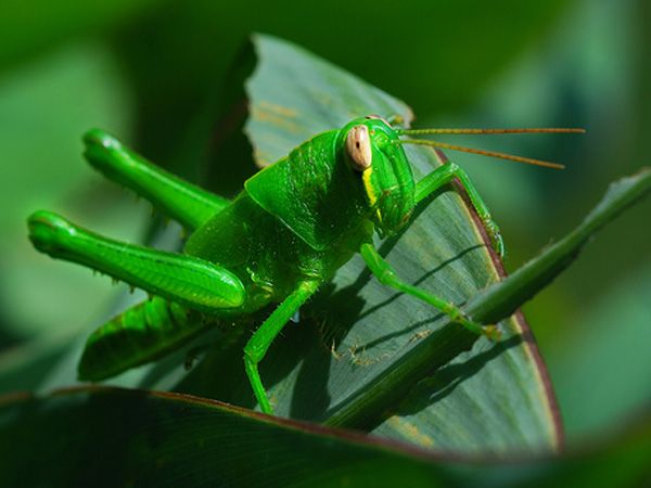 grasshopper-100526-02