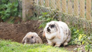 Two bunnies digging