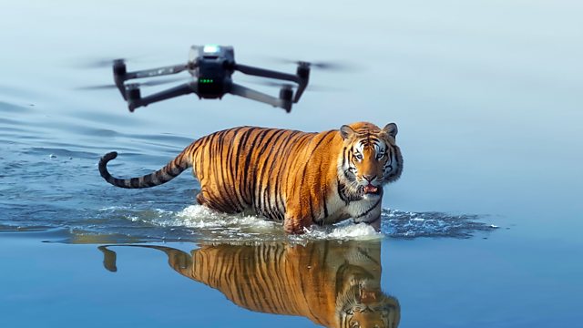 A drone flying over a tiger
