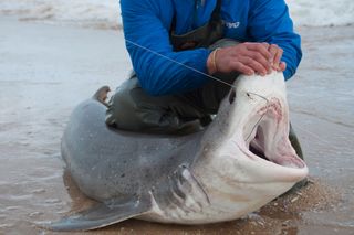 Large seven gill shark caught land based shark fishing