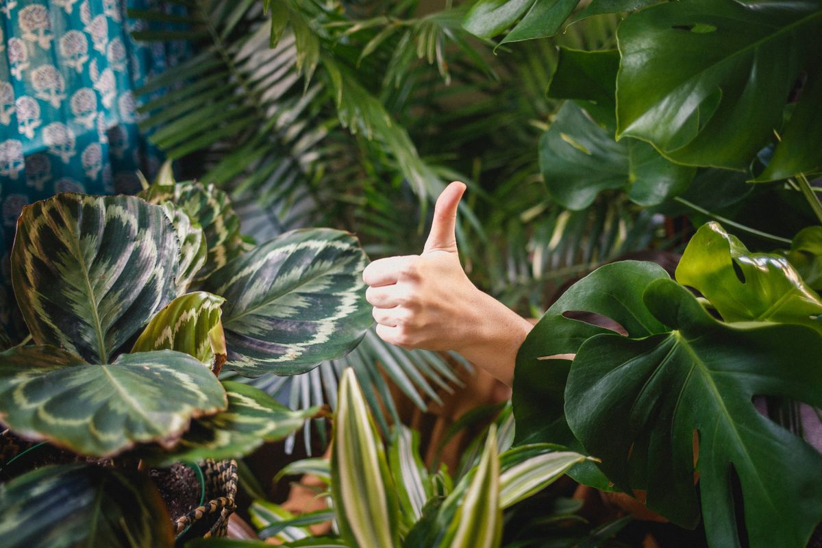 Les bienfaits des plantes d’intérieur 