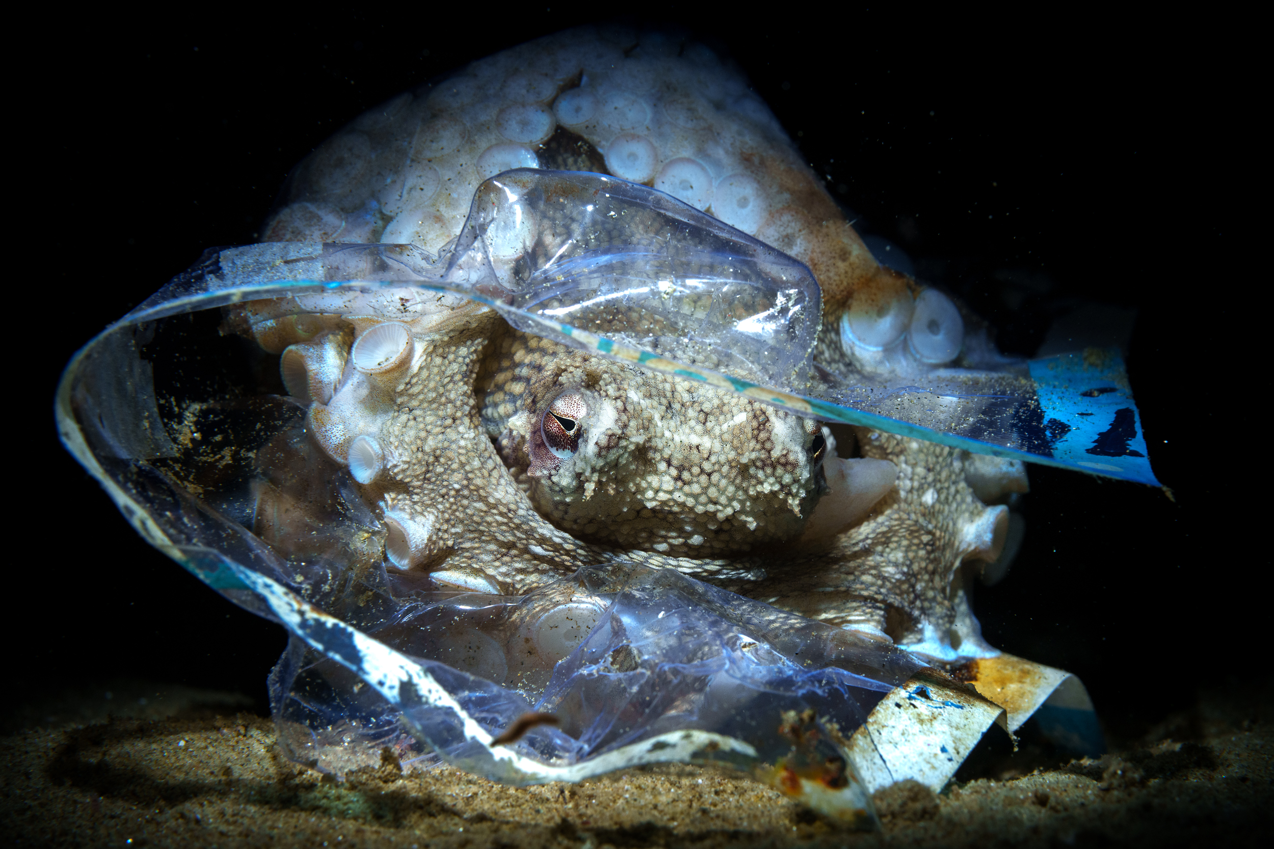 Octopus inside a plastic bag.