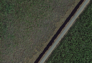 Google Earth image of a healthy forest on the right and a ghost forest with many dead trees on the left.