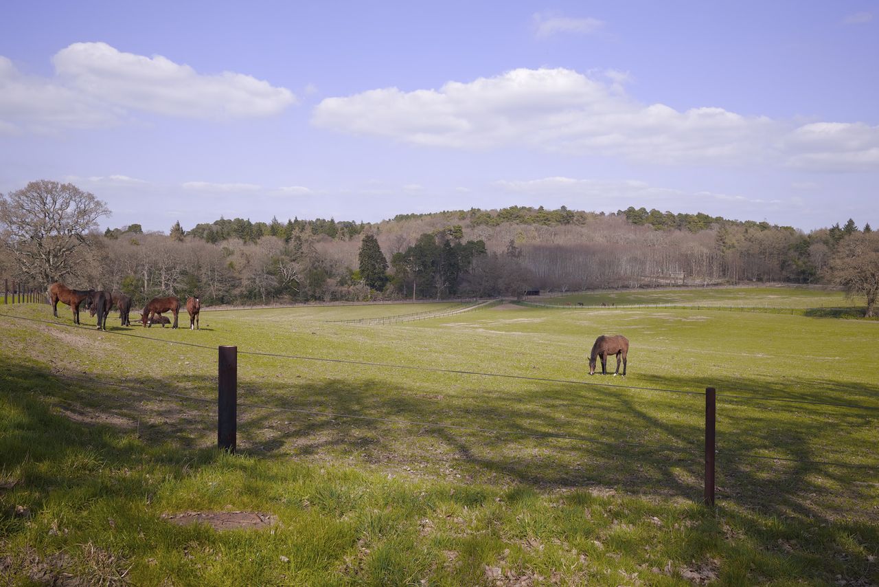 Photo of horses in a field on a sunny day, taken with the Sigma BF camera and Sigma 35mm F2 DG lens