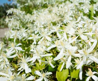 Sweet autumn clematis, Clematis ternifolia, in summer, with white blooms